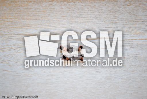 Flusspferd (46 von 104).jpg